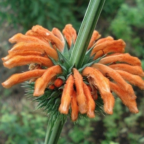 Klip Dagga seeds 
