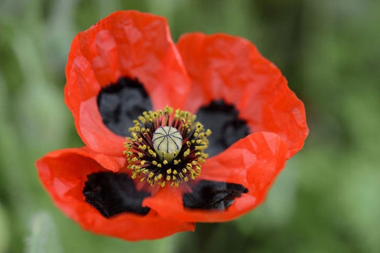 Poppy Ladybird