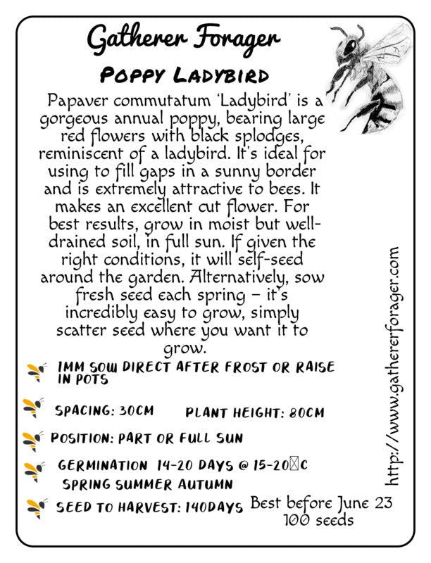 Poppy Ladybird