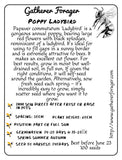 Poppy Ladybird