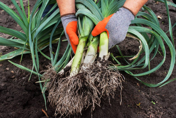 Leek Bulgarian giant