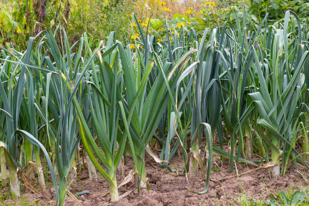 Leek Bulgarian giant