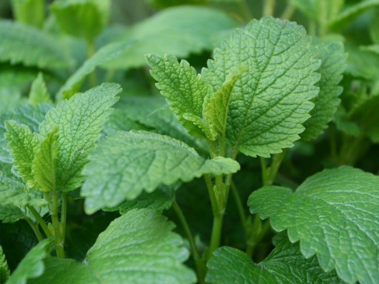 Lemon balm seeds