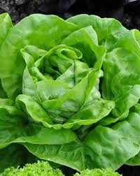 Lettuce seeds Tasmania  Main image