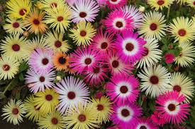 Livingstone Daisy magic carpet mix