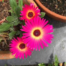 Livingstone Daisy magic carpet mix