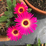 Livingstone Daisy magic carpet mix