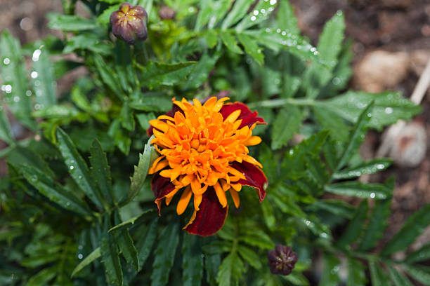Marigold seeds Australia 