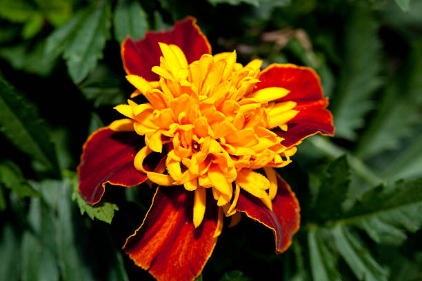 Marigold Tiger Eyes