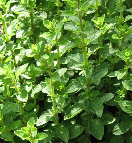 Oregano wild (Marjoram)