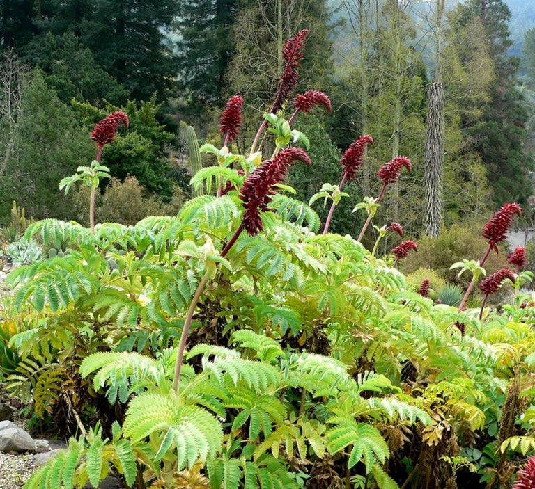 Melianthus seeds Australia  Main image