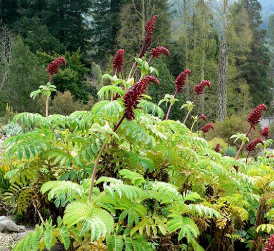 Melianthus seeds Australia 