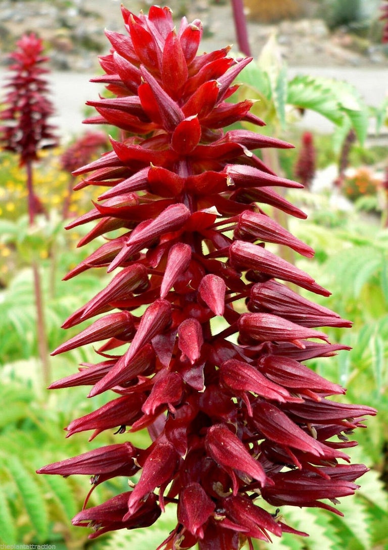 Melianthus Major Honey bush Secondary image