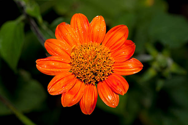 Mexican sunflower seeds 