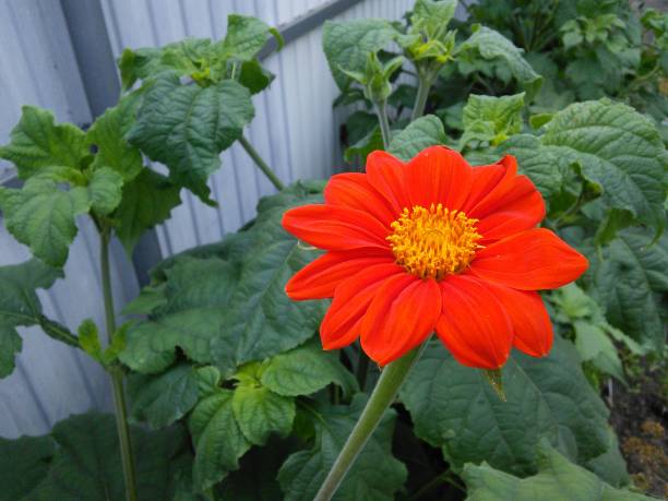 Mexican Sunflower Goldfinger Secondary image
