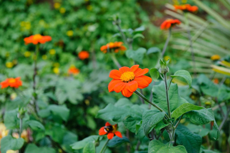 Mexican Sunflower Goldfinger