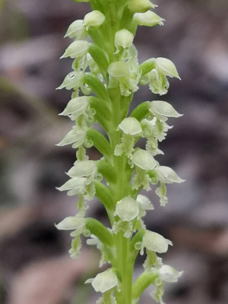 Mignonette flower seeds Tasmania