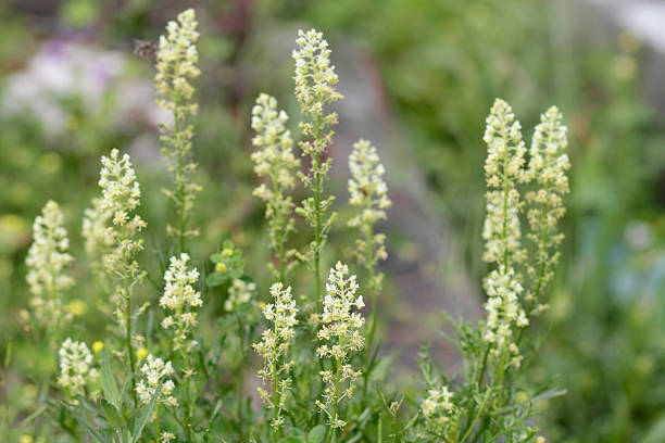 Mignonette Ameliorata Secondary image