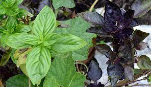 Basil 10 variety mix