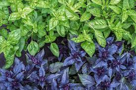 Mixed Basil Heirloom seed Main image