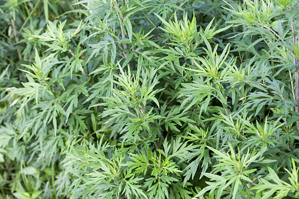Dried Mugwort leaf Secondary image