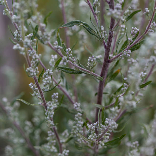 Mugwort Secondary image