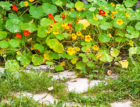 Nasturtium Mixed