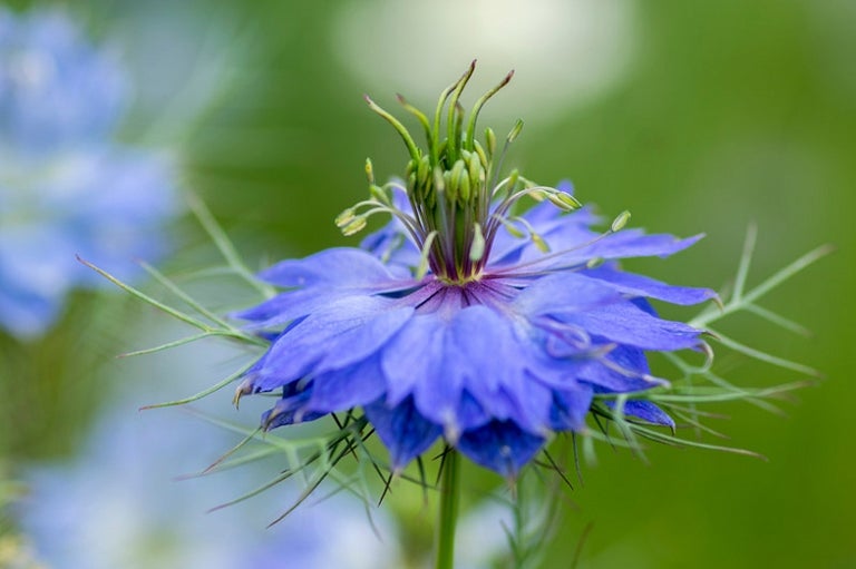 Love in the Mist Nigella Blue Main image