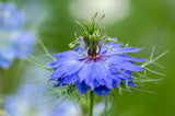 Love in the Mist Nigella Blue
