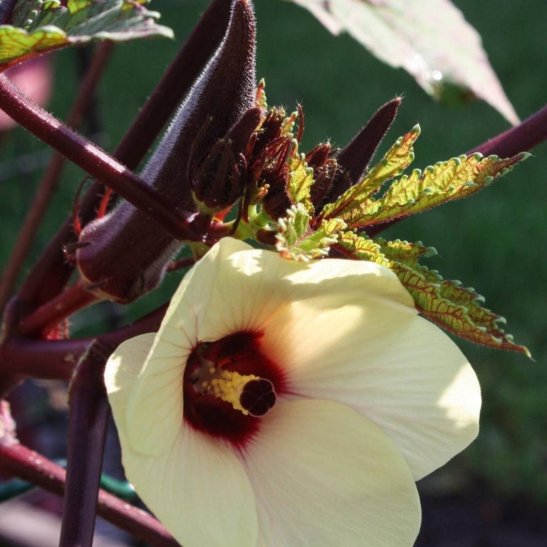 Okra Red burgundy