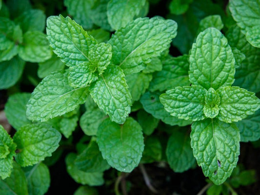 Peppermint seeds