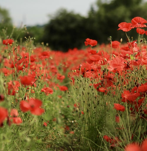 Poppy Flanders red