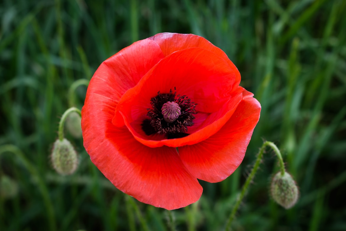 Poppy Ladybird