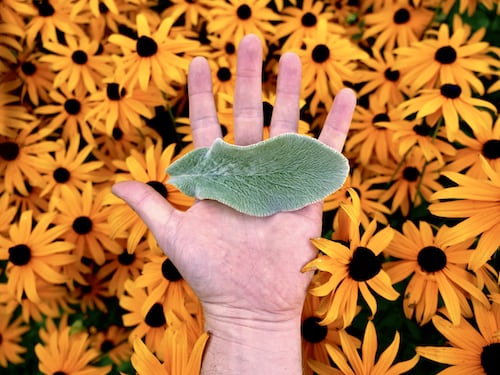 Lambs ear