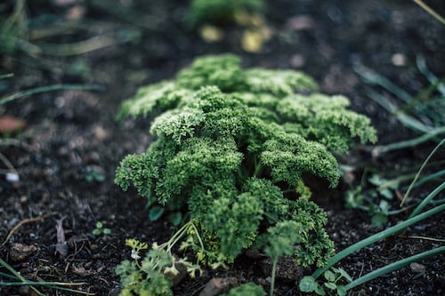 Parsley triple curled Main image