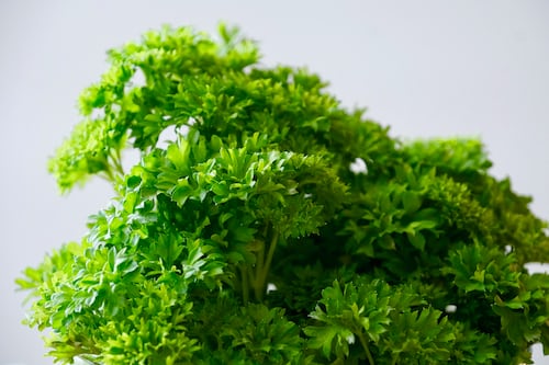Parsley triple curled Secondary image