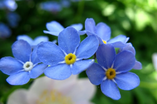 Forget me not seeds