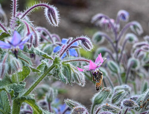 Borage seeds Main image