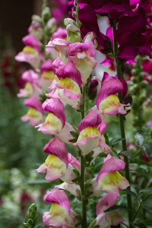 Snapdragon Mixed Main image