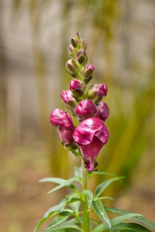 Snapdragon Mixed