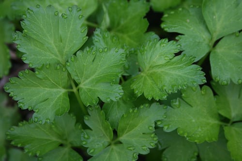 Parsley Italian flat leaf