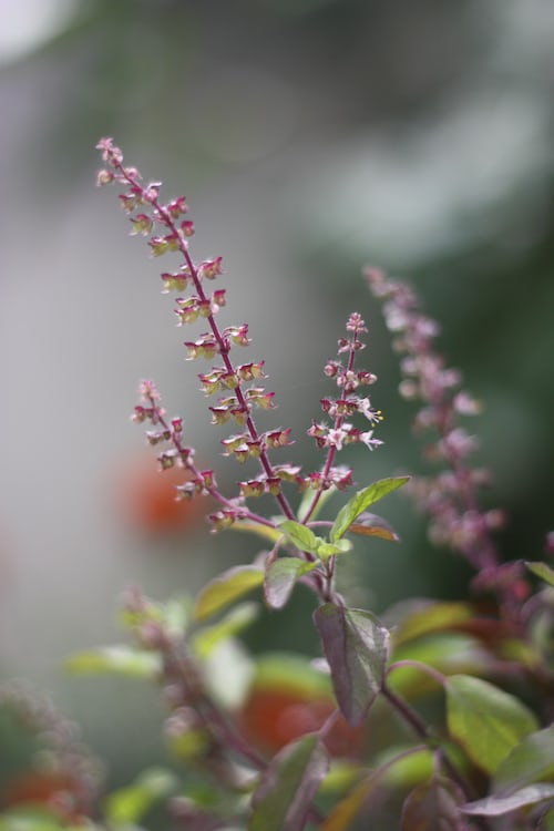 Holy Basil seeds Australia 