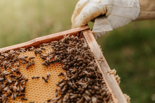Tasmanian Honey 