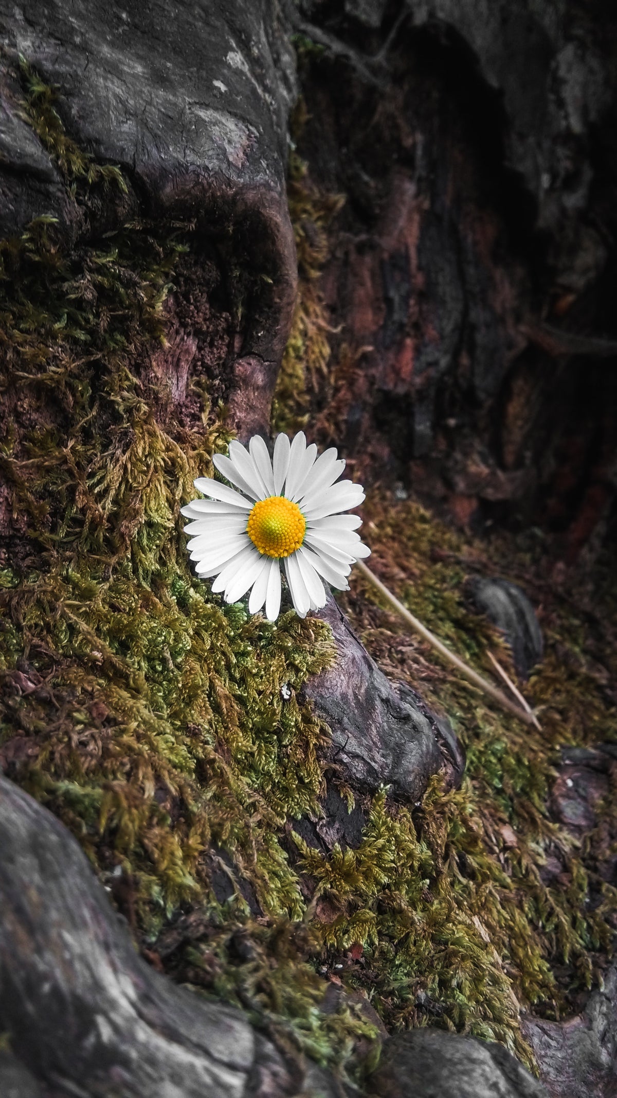 Roman Chamomile Main image