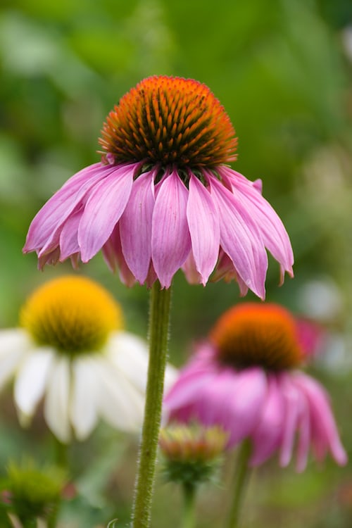 Echinacea seeds Tasmania