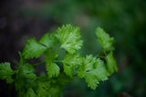 Parsley Italian flat leaf