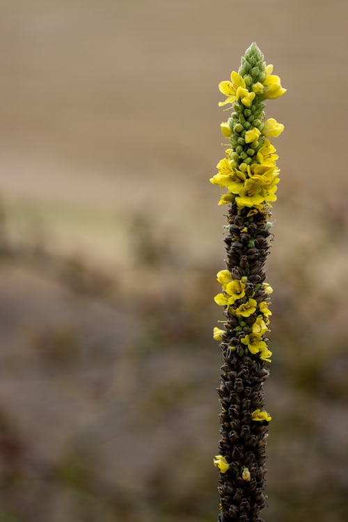 Mullien Seeds Australia 
