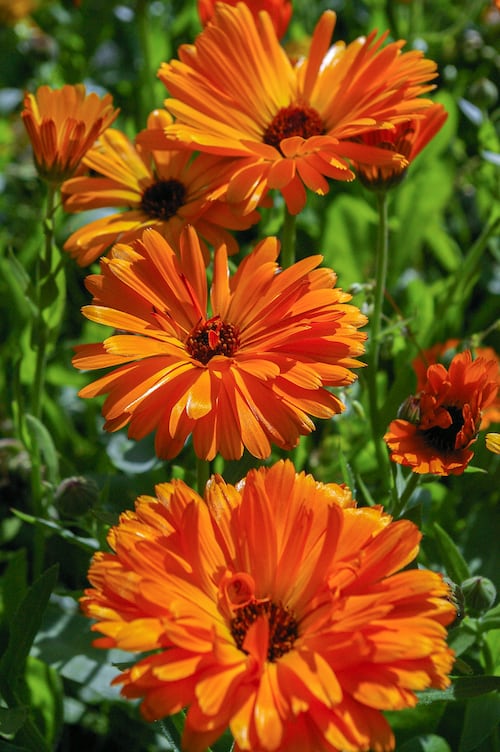 Organic Calendula seeds 
