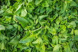 Peppermint seeds