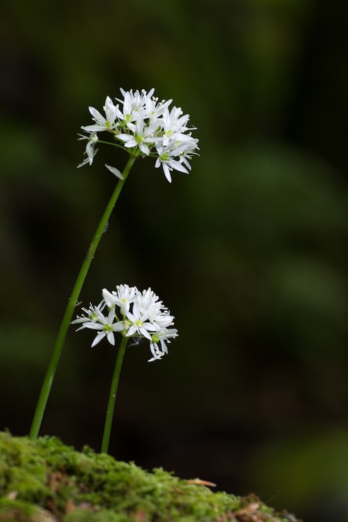 Garlic Chives Secondary image